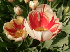 -洛阳郁金香牡丹园