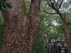 -上海佘山国家森林公园西佘山园