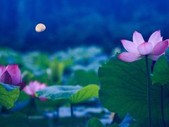 -荷塘月色湿地公园·向阳花洲