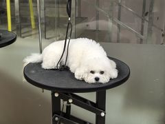 -小青宠物店低压洗护(猫狗分区店)