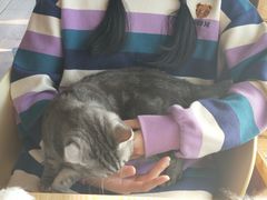 -猫的茶·猫咖