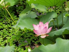 -荔湾湖公园