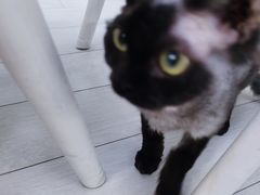 -喵的天空名猫咖啡馆·撸猫·猫舍·用品