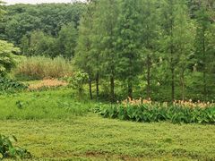 -广东花都湖国家湿地公园