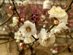 -北京鹫峰国家森林公园