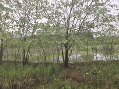 -会仙湿地