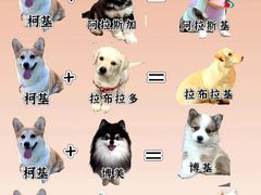 -翊宠yipet猫狗购宠庄园