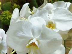 -爱尚幸福鲜花(上地实体店)