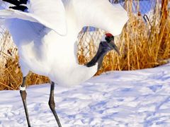 -钏路市丹顶鹤自然公园