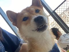 -怪兽屋·羊驼·猫咖·狗咖(俊华广场店)