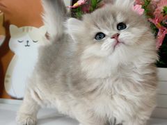 -小猫来了·猫舍(红山六九七九店)