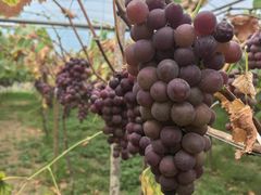 -湖南湘都生态农业园