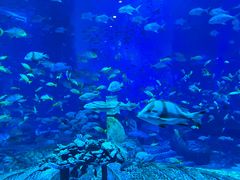 -亚特兰蒂斯•OSSIANO奥西亚诺海底餐厅