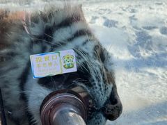 -横道河子东北虎林园