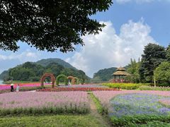 -广州市石门国家森林公园