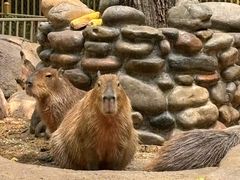 -北京野生动物园