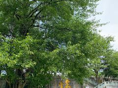 -康定跑马山风景区