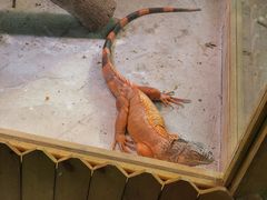 -上海大自然野生昆虫馆(东方明珠·爬宠昆虫探索中心)