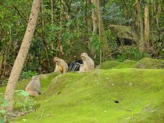 -狮子山郊野公园