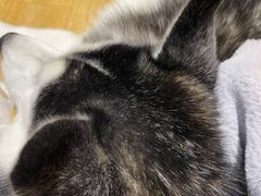 -Husky Go! 哈士奇体验馆·宠物咖啡厅狗咖