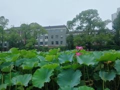 -四川大学(望江校区)