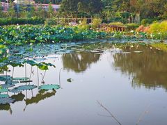 -海珠湖公园