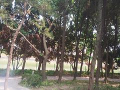 -嘉定紫藤园