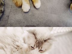 -猫房·猫吧·猫咖(龙湖时代汇店)