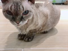 -momokira米努特·德文卷毛猫·棉花面纱犬