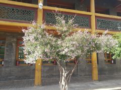 -西宁市东关清真大寺