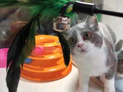 -李小姐の猫咖啡馆(五角场店)