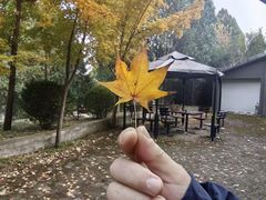 -遵化市禅林寺古银杏风景园