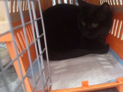 -爱洗澡的猫(望京店)