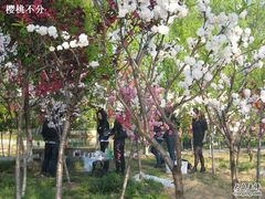 -南汇桃花村