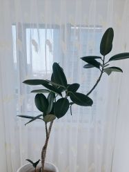 -HEYAN荷妍专业脱毛连锁机构