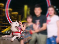 -超宠爱宠物摄影-Super pet