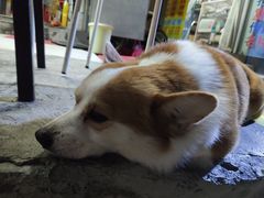 -小梁哥云吞面(黄贝岭店)
