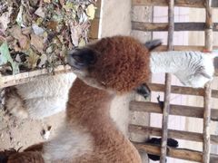 蓝地时尚庄园-蓝地时尚庄园(北京清河营地铁站店)