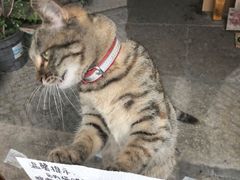 -猫的天空之城概念书店(苏州平江店)