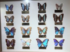 -上海昆虫博物馆