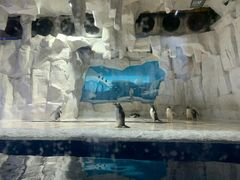 -华夏文旅海洋公园