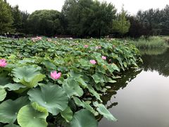 -东郊湿地公园