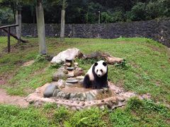 -都江堰中华大熊猫苑
