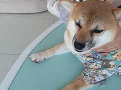 -怪兽屋·羊驼·猫咖·狗咖(俊华广场店)