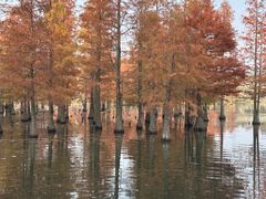 -白鹭湾湿地公园