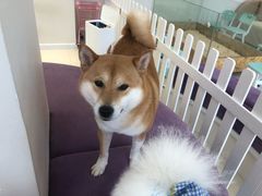 -怪兽屋·羊驼·猫咖·狗咖(俊华广场店)