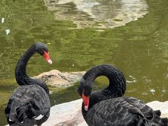 -昆明动物园