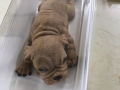 -咖咖熊蛋糕定制·蓝风车动物奶油
