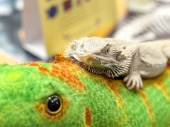 -FAIRYLAND龙族星球主题餐厅(凯丹广场店)