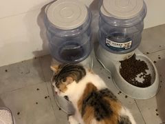 -三花喵·撸猫购宠·宠物生活馆(虹桥南丰城店)